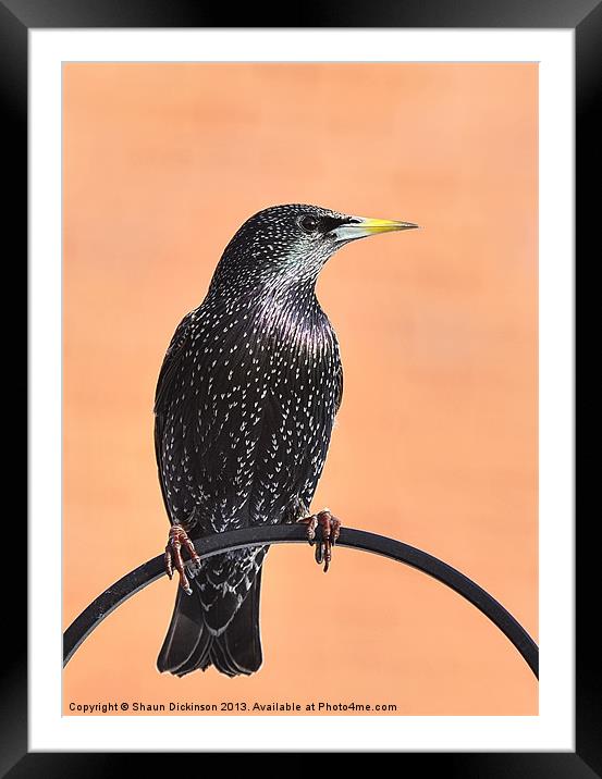 STARLING Framed Mounted Print by Shaun Dickinson