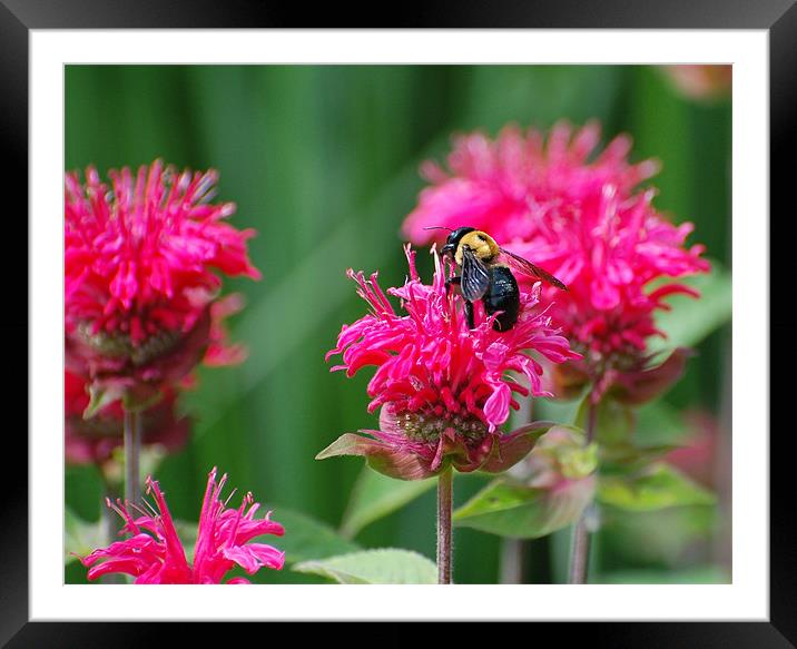 Bee and Pink Flower Framed Mounted Print by Shari DeOllos