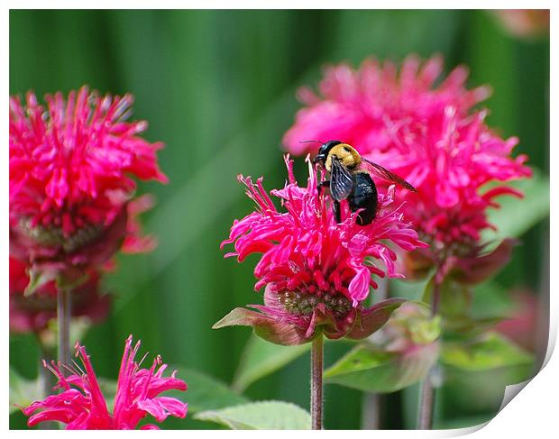 Bee and Pink Flower Print by Shari DeOllos