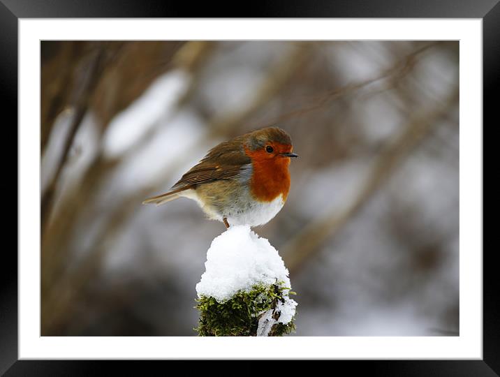 Robin on snowy stump Framed Mounted Print by Andrew Watson