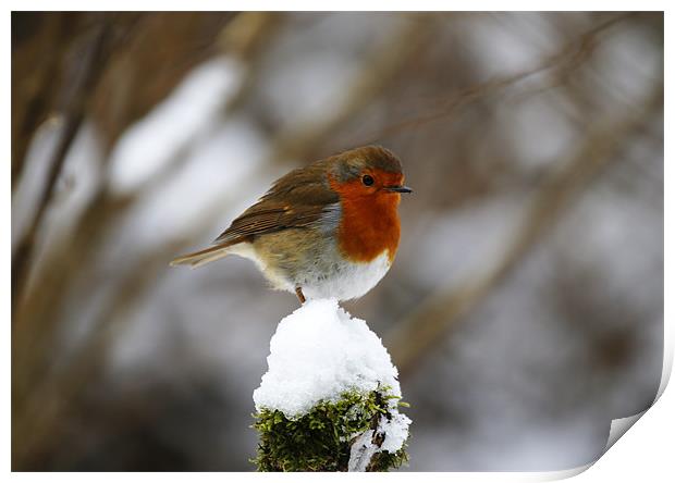 Robin on snowy stump Print by Andrew Watson