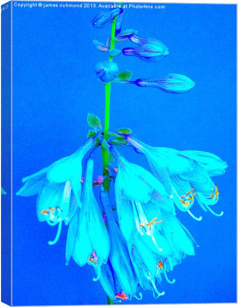 Hosta - Plantain Lily Canvas Print by james richmond