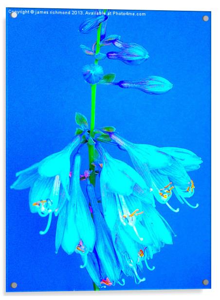 Hosta - Plantain Lily Acrylic by james richmond