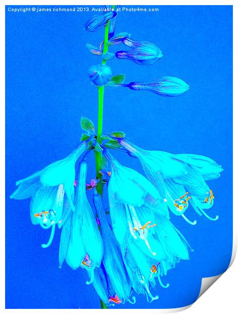 Hosta - Plantain Lily Print by james richmond