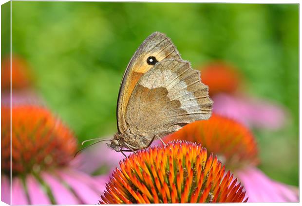 Meadow Brown Butterfly Canvas Print by Diana Mower