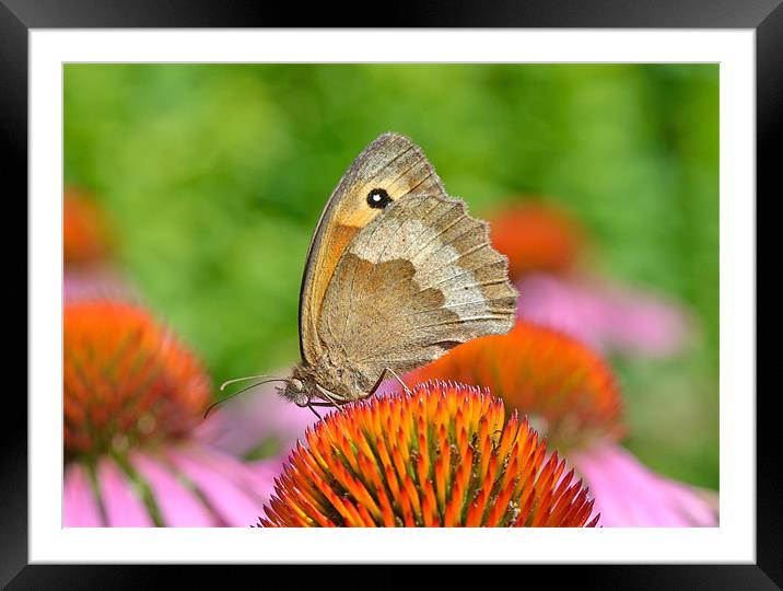 Meadow Brown Butterfly Framed Mounted Print by Diana Mower