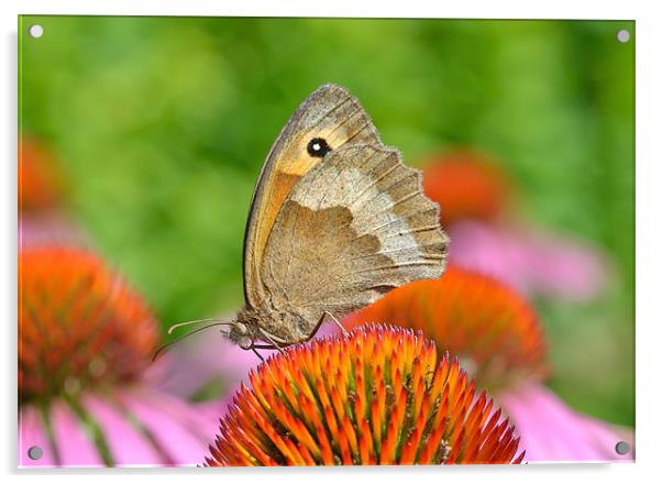 Meadow Brown Butterfly Acrylic by Diana Mower