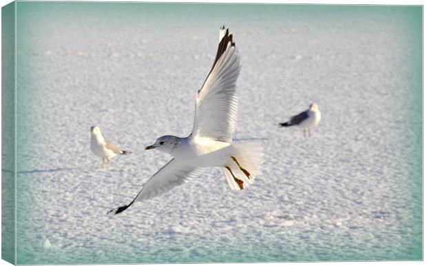 Flying low Canvas Print by sue davies