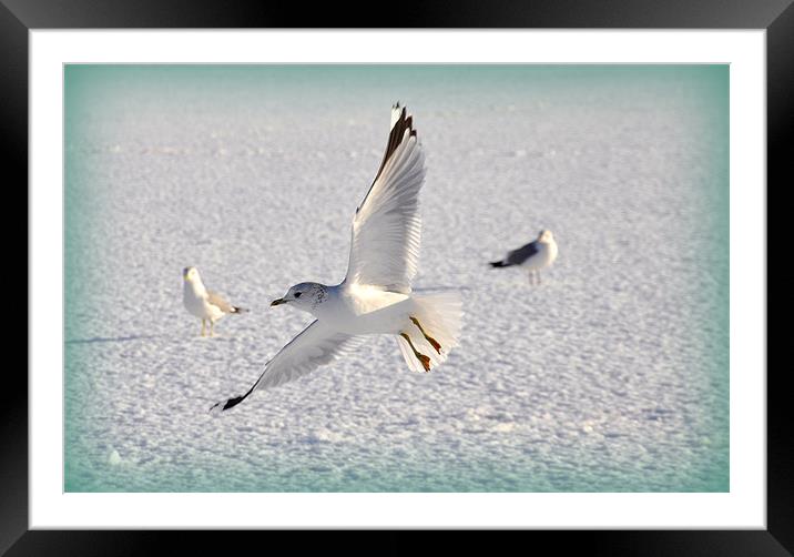Flying low Framed Mounted Print by sue davies