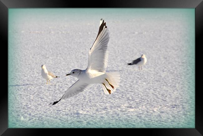 Flying low Framed Print by sue davies