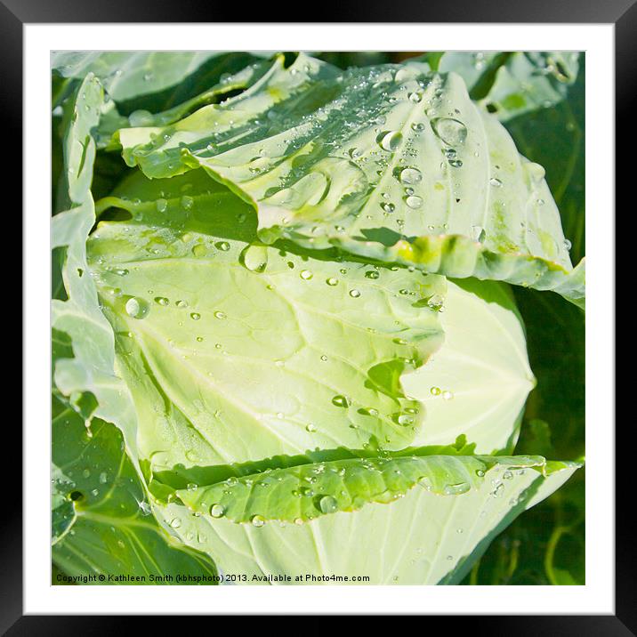 White cabbage Framed Mounted Print by Kathleen Smith (kbhsphoto)