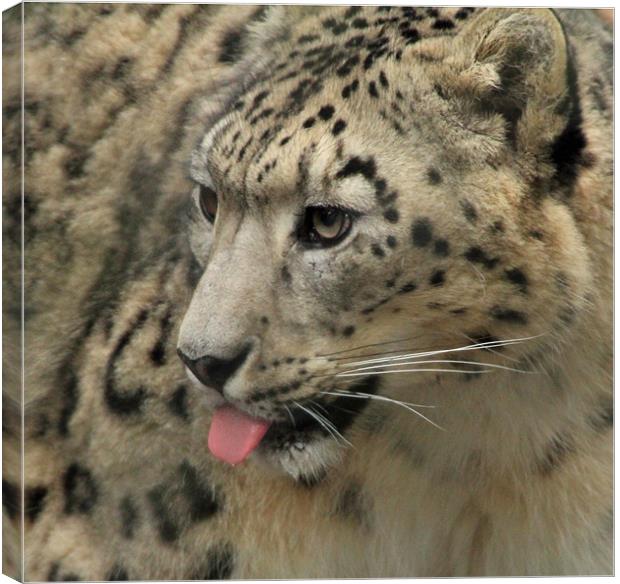snow leopard with tougne out Canvas Print by Martyn Bennett