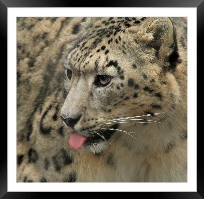 snow leopard with tougne out Framed Mounted Print by Martyn Bennett
