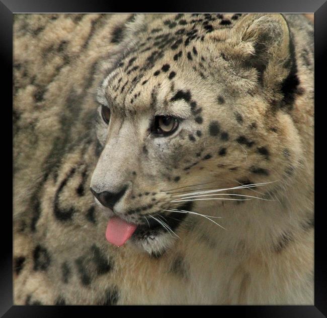 snow leopard with tougne out Framed Print by Martyn Bennett