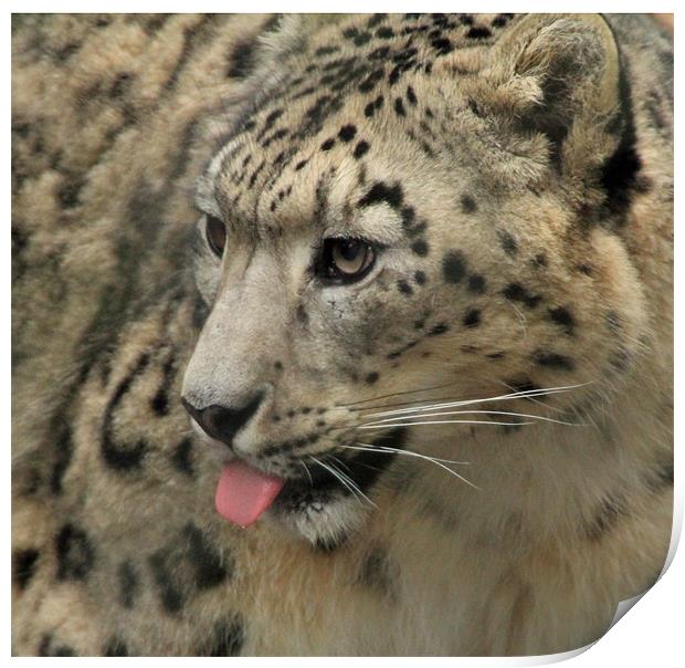 snow leopard with tougne out Print by Martyn Bennett