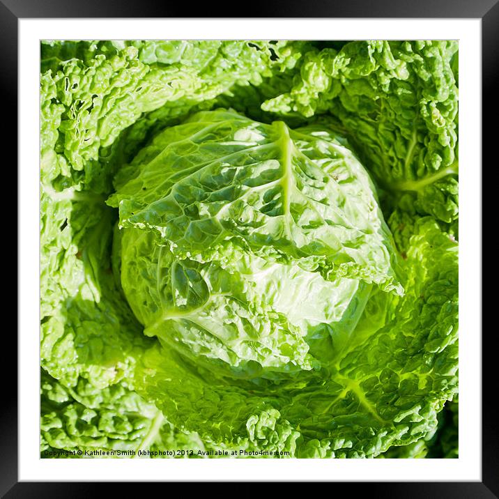 Savoy cabbage Framed Mounted Print by Kathleen Smith (kbhsphoto)