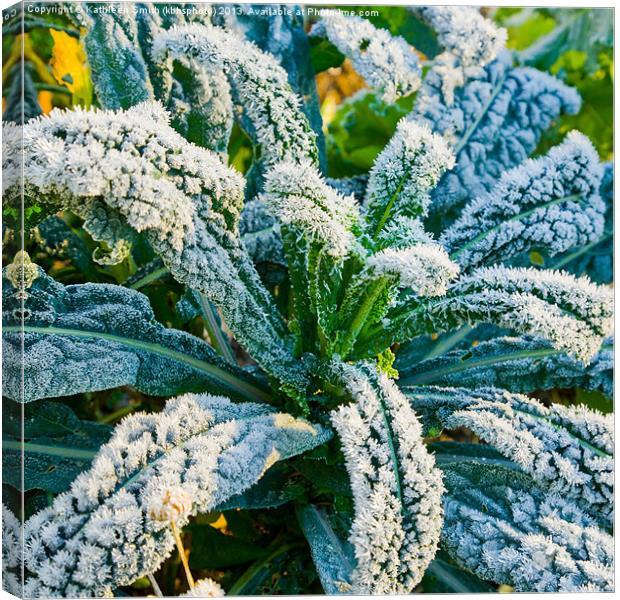 Black cabbage covered in frost Canvas Print by Kathleen Smith (kbhsphoto)