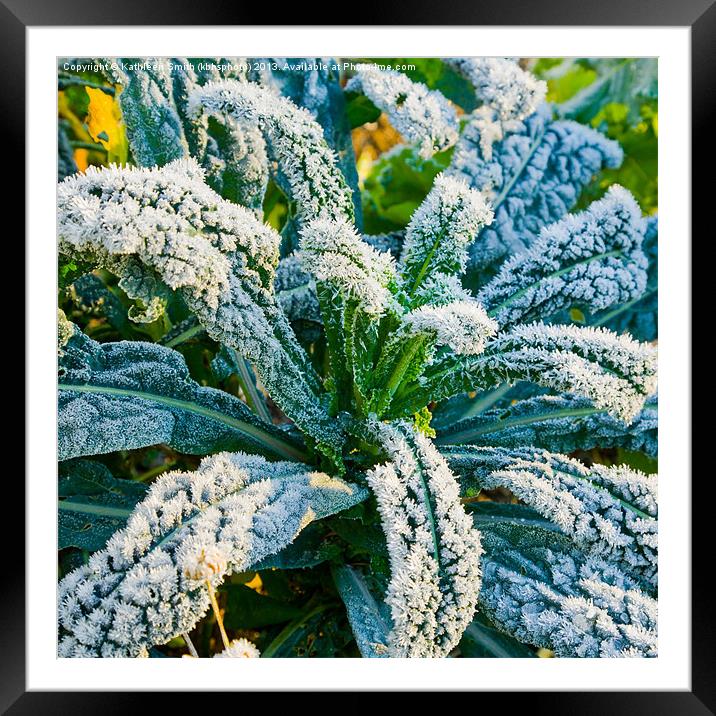 Black cabbage covered in frost Framed Mounted Print by Kathleen Smith (kbhsphoto)