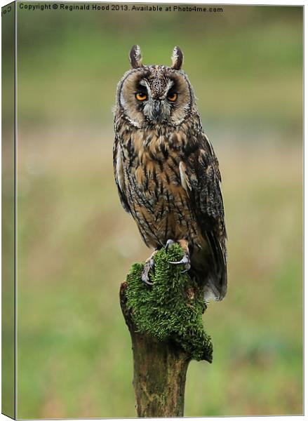 Long Eared Owl Canvas Print by Reginald Hood