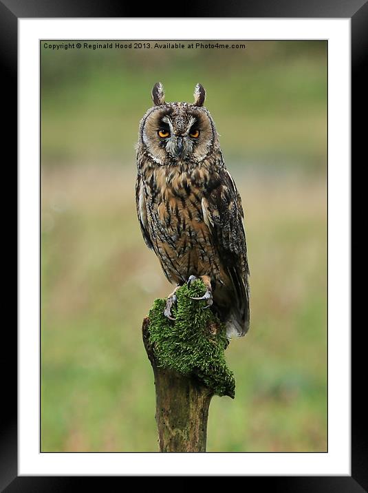Long Eared Owl Framed Mounted Print by Reginald Hood