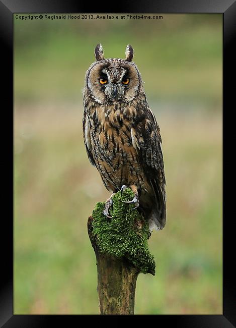Long Eared Owl Framed Print by Reginald Hood