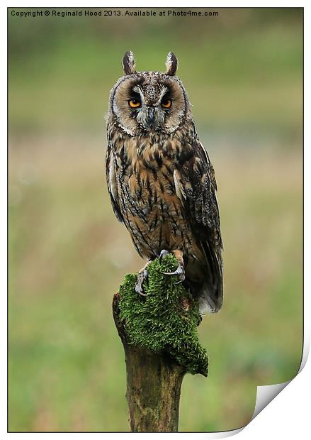 Long Eared Owl Print by Reginald Hood