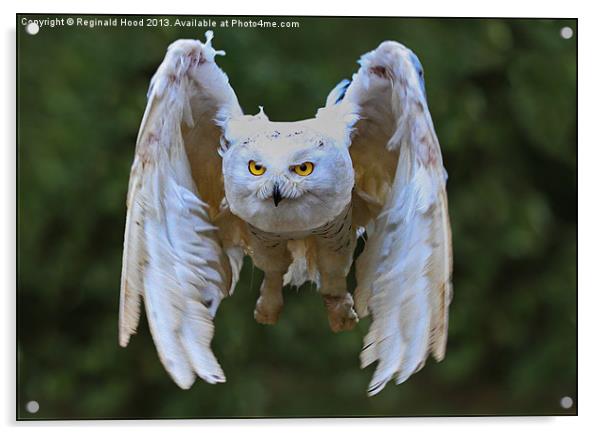 Snowy Owl Acrylic by Reginald Hood