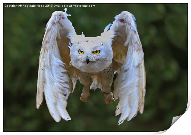 Snowy Owl Print by Reginald Hood