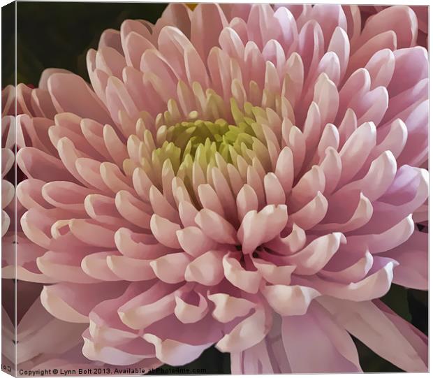 Pink Chrysanthemum Canvas Print by Lynn Bolt