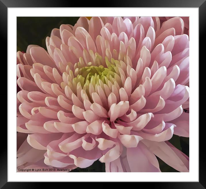 Pink Chrysanthemum Framed Mounted Print by Lynn Bolt
