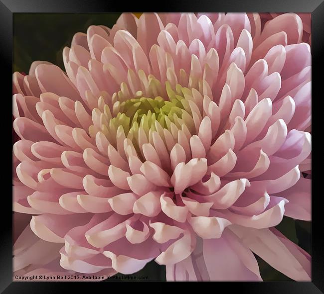Pink Chrysanthemum Framed Print by Lynn Bolt