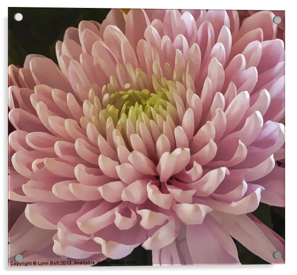Pink Chrysanthemum Acrylic by Lynn Bolt