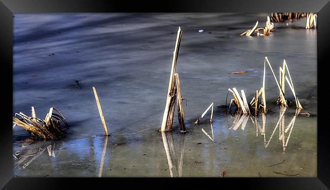 Frozen Reeds Framed Print by Mark Harrop