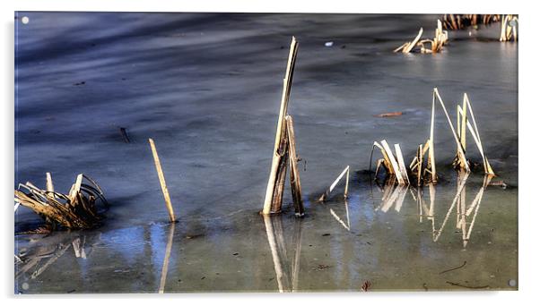 Frozen Reeds Acrylic by Mark Harrop