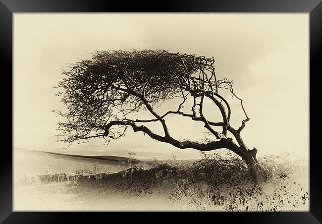 Windswept Hawthorn Framed Print by Dave Wilkinson North Devon Ph