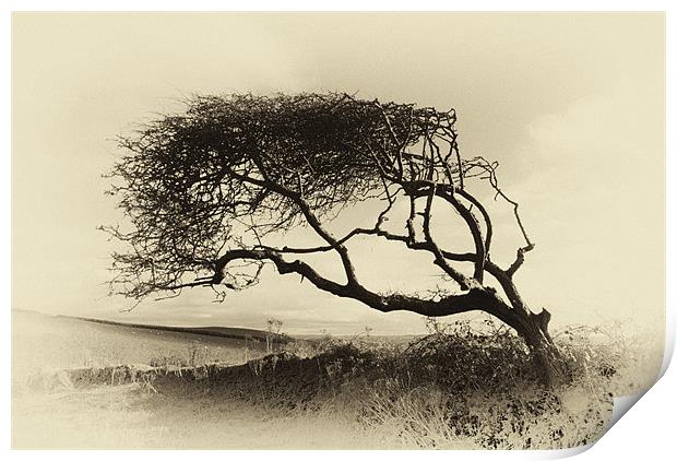 Windswept Hawthorn Print by Dave Wilkinson North Devon Ph