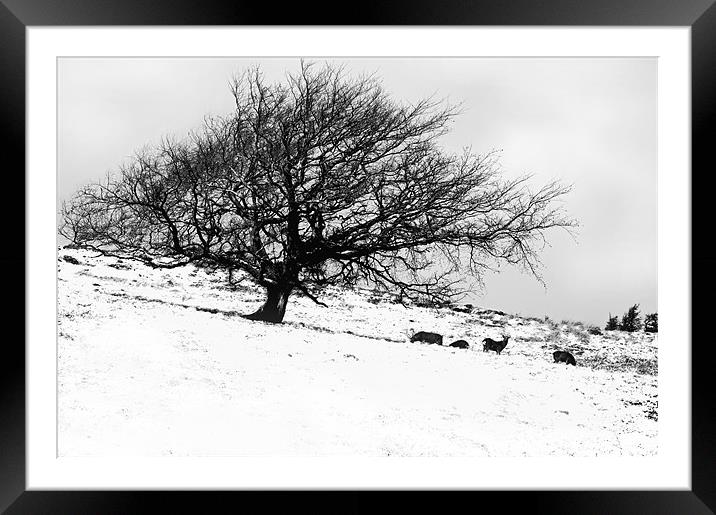 Tree in Snow with Deer Framed Mounted Print by Jacqi Elmslie