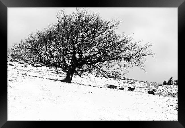 Tree in Snow with Deer Framed Print by Jacqi Elmslie