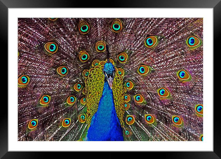 Showtime Peacock Framed Mounted Print by Rachel & Martin Pics