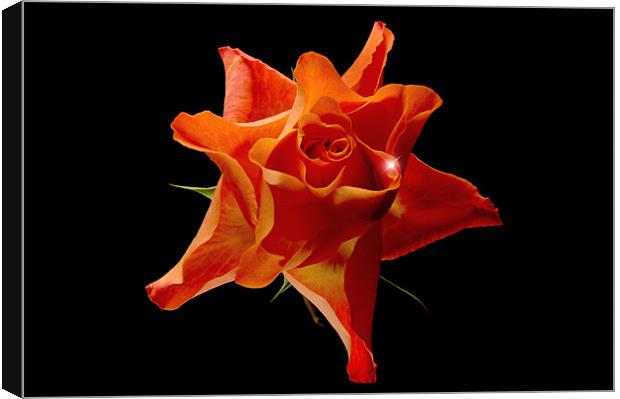 Orange Rose Canvas Print by nick woodrow