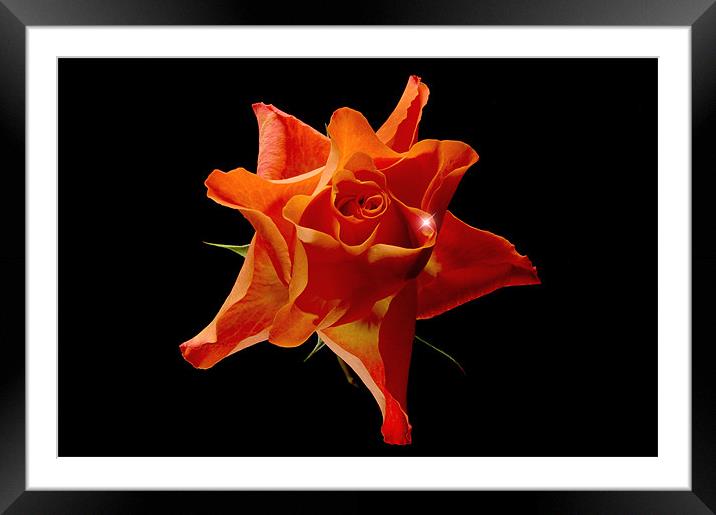 Orange Rose Framed Mounted Print by nick woodrow