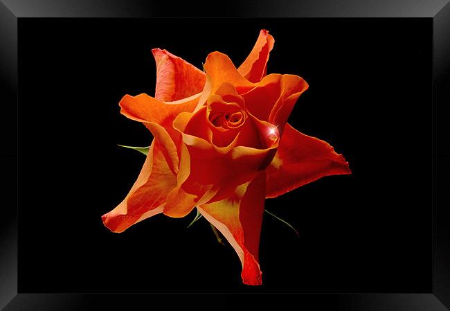 Orange Rose Framed Print by nick woodrow