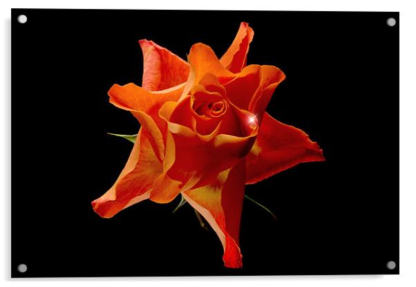 Orange Rose Acrylic by nick woodrow
