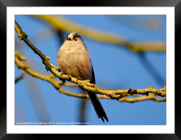 LONG-TAILED TIT Framed Mounted Print by David Atkinson