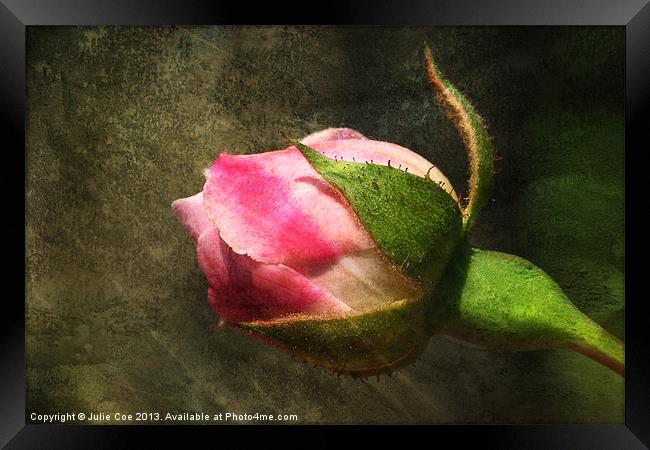 Rose Bud Framed Print by Julie Coe