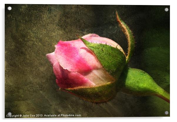 Rose Bud Acrylic by Julie Coe