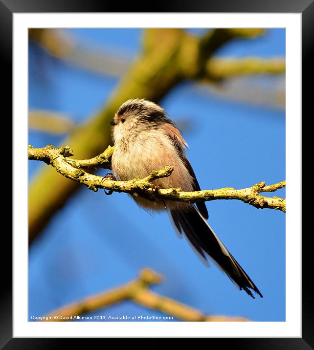 ITS BREEZY Framed Mounted Print by David Atkinson