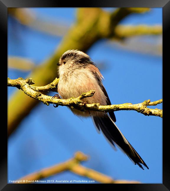 ITS BREEZY Framed Print by David Atkinson