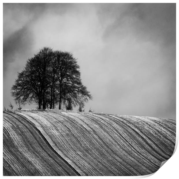 Tree Clump Print by Oxon Images