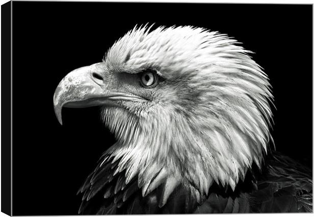 Bald Eagle Canvas Print by Stuart Gennery